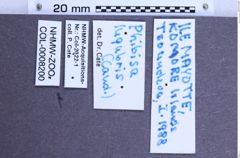 Etikette zu Phibisa lugubris (NHMW-ZOO-COL-0008200)